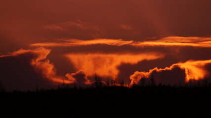 fire in the forest