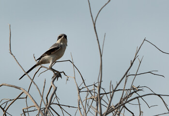 Great Grey Shrike perched on a twig at Asker marsh, bahrain