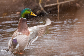 Mallard duck