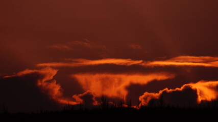 fire in the forest