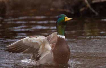 Mallard duck