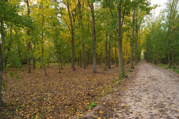 krajobraz drzewa park liście jesień © Piotr