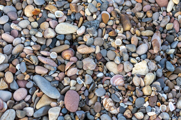 rocks pebbles and shells on the shore