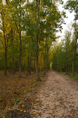 krajobraz drzewa park liście jesień
