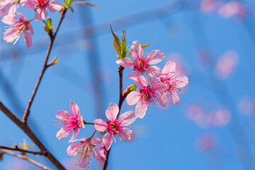 Prunus cerasoides are beautiful pink in nature