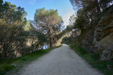 Path between pine trees and rocks
