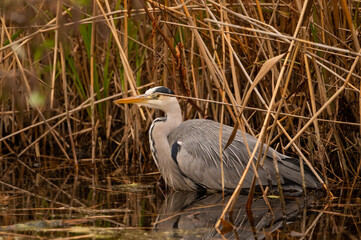 Fishing Heron