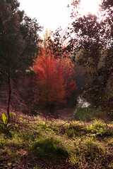 krajobraz rzeka drzewa liście jesień rośliny woda