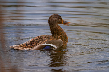 Mallard duck