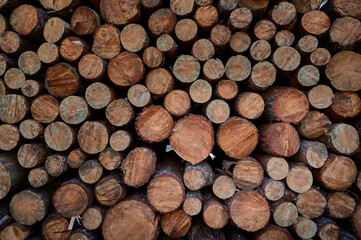 Pine logs cut in pine forest