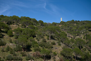 Silo on top of a pine forest in spring