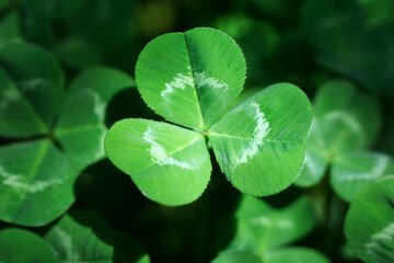 Clover close-up