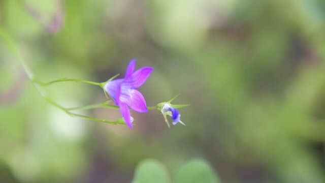 Wind waves thin stems of Campanula patula on summer meadow.