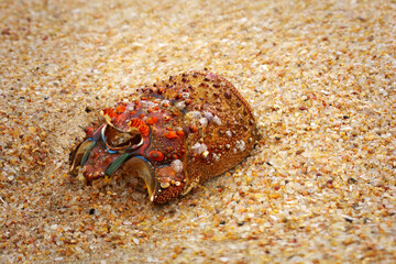 Lobster Shell on Beach Macro