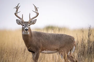 Zelfklevend Fotobehang Big Buck in Wild © David