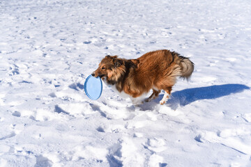 Shetland sheepdog sheltie running playing on snowy sunny snow day park happy frisbee