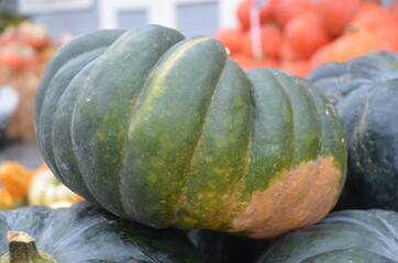 Großer grüner Kürbis 