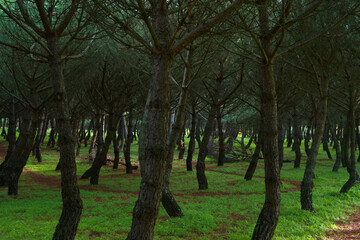 Fototapeta na wymiar krajobraz drzewa park liście jesień