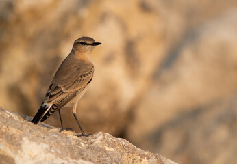 Portrait of a Isabelline Wheatear at Busaiteen coast of Bahrain