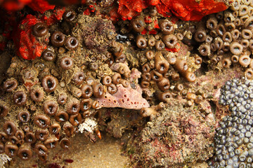Tidal pool plants