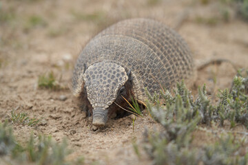 Chaetophractus villosus, cute and funny armadillo running over the dry desert ground of Patagonia in Argentina