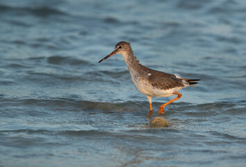 Portrait of a Redshank at Busiateen coast, Bahrain
