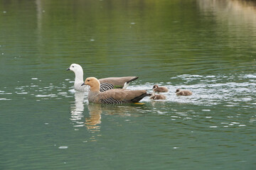 Chloephaga picta, upland goose or Magellan goose is a sheldgoose subfamily of the Anatidae. Family...
