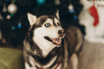 husky dog ​​with different eyes on the background of new year lights, merry christmas, film and grain photo, selective focus
