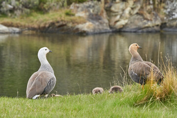 Chloephaga picta, upland goose or Magellan goose is a sheldgoose subfamily of the Anatidae. Family with male, female and chicken walking through lush green gras at a small lake in tierra del fuego 