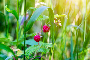 Close-up of the bush branch with red ripe raspberries in the fruit garden in summer season on green leaves background.
