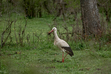Stork on the ground of a meadow with twigs in its beak