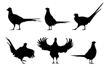 Common pheasant (Phasianus colchicus) silhouettes set
