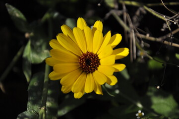 yellow flower with dew