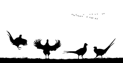 Common pheasants in field. Vector silhouette