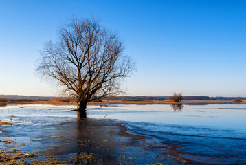 Krajobraz Doliny Narwi, Podlasie, Polska
