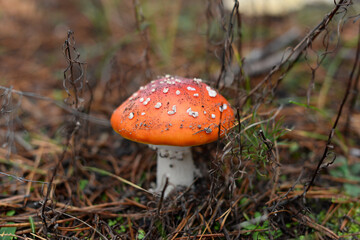 amanita muscaria fly mushroom