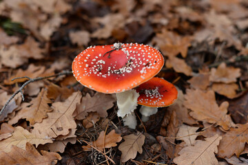 red fly agaric mushroom, amanita in autumn forest