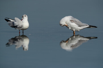 Fototapeta premium Black-headed gulls preening at Tubli bay, Bahrain
