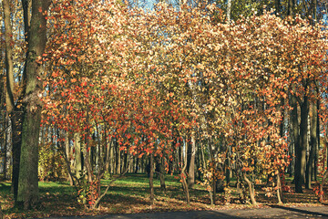 Picture oil paints on a canvas, landscape: autumn wood