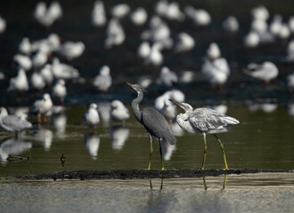Juvenile Western reef herons at Tubli bay with seagulls at the backdrop, Bahrain