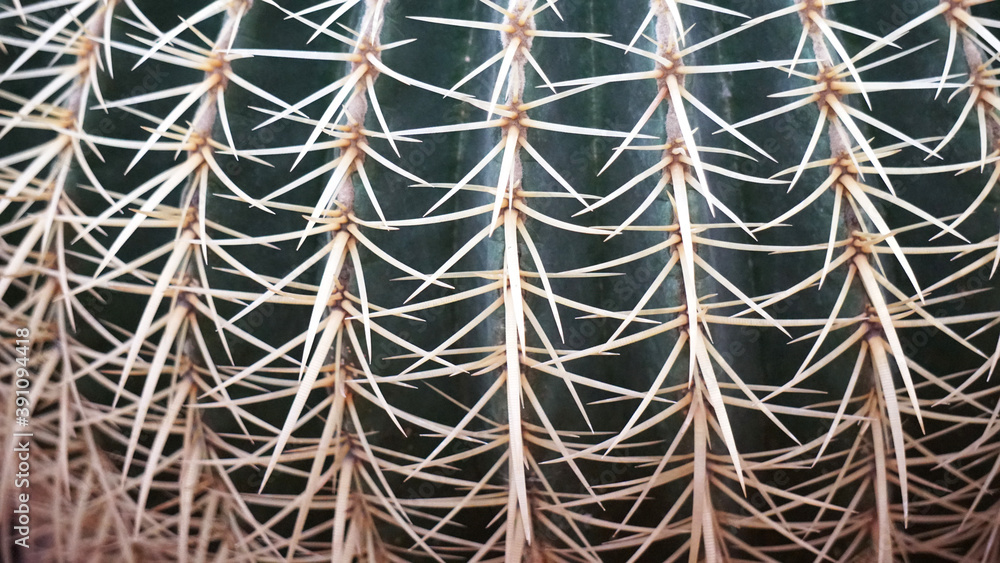 Wall mural Texture, cactus, needles