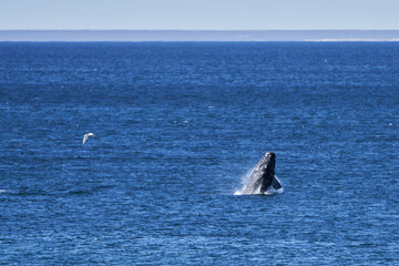 Fototapeta premium Eubalaena australis, Southern right whale jumping and breaching through the surface of the atlantic ocean in the bay of Golfo Nuevo close to Puerto Madryn at Peninsula Valdes, Patagonia, Argentina
