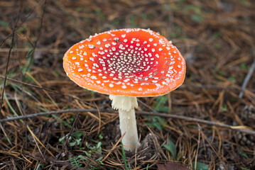 amanita muscaria fly mushroom