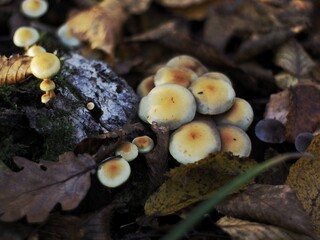 mushrooms on a tree