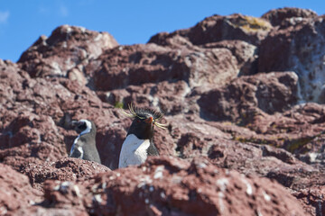 Eudyptes chrysocome is the rock hopper penguin also known as crested penguin living on the rocky...
