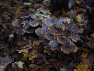 mushrooms in the forest