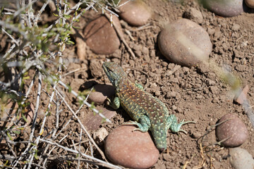 Green lizard in Patagonia Argentina that recently lost its tail and re-growing it