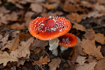 amanita muscaria fly agaric