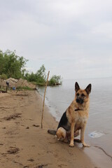 german shepherd dog on the beach