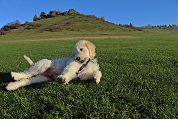 Goldendoodle-Welpe auf Wiese vor den Helfensteinen am Dörnberg